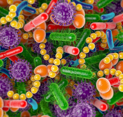 gut microbiome