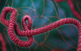 Ebola Virus