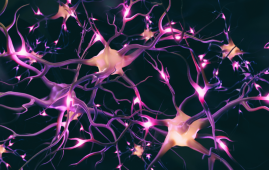 neurons