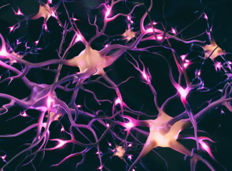 neurons