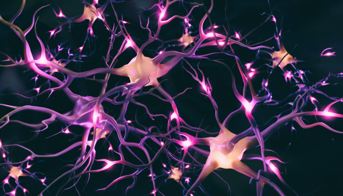 neurons