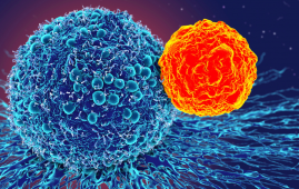 transcription factor, T-bet, memory B cells, plasma cells, antibody production, B cells, germinal centers, somatic mutation, IgM, IgG, lymph nodes, lung memory, single-cell sequencing, gene expression, effector memory B cells, influenza, immune response, adaptive immunity, differentiation, protective immunity