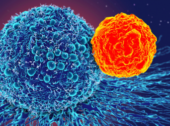 transcription factor, T-bet, memory B cells, plasma cells, antibody production, B cells, germinal centers, somatic mutation, IgM, IgG, lymph nodes, lung memory, single-cell sequencing, gene expression, effector memory B cells, influenza, immune response, adaptive immunity, differentiation, protective immunity