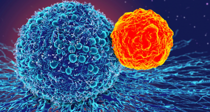 transcription factor, T-bet, memory B cells, plasma cells, antibody production, B cells, germinal centers, somatic mutation, IgM, IgG, lymph nodes, lung memory, single-cell sequencing, gene expression, effector memory B cells, influenza, immune response, adaptive immunity, differentiation, protective immunity