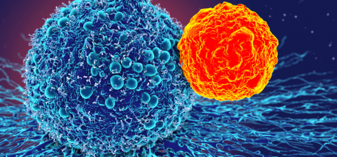 transcription factor, T-bet, memory B cells, plasma cells, antibody production, B cells, germinal centers, somatic mutation, IgM, IgG, lymph nodes, lung memory, single-cell sequencing, gene expression, effector memory B cells, influenza, immune response, adaptive immunity, differentiation, protective immunity