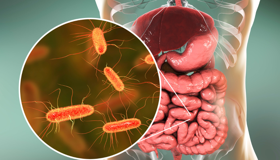 Gut Microbiome, Aging, Cardiovascular Health, ApoM Protein, Macular Degeneration, Inflammation, Age-related Diseases, Gut Health, Blood Type and Gut Bacteria, Mendelian Randomization, Microbiome Research, Probiotics, Chronic Disease, Precision Medicine, Healthy Aging