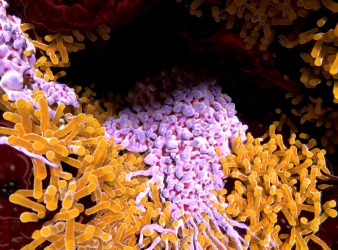 microautophagy, macrophages, mitochondrial cleanup, immune regulation, Rab32 GTPase, lysosome-related organelles, Nature Communications 2025, macrophage immune function, autophagy pathways, inflammation control, mitochondria degradation, immunology research, Osaka University study, protein degradation systems, cellular recycling