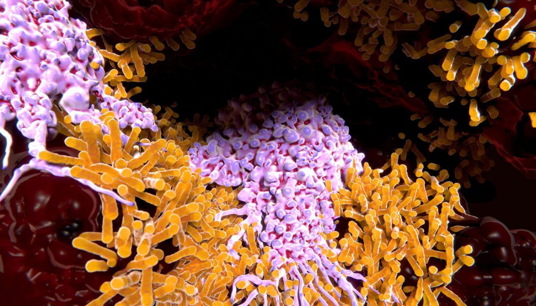 microautophagy, macrophages, mitochondrial cleanup, immune regulation, Rab32 GTPase, lysosome-related organelles, Nature Communications 2025, macrophage immune function, autophagy pathways, inflammation control, mitochondria degradation, immunology research, Osaka University study, protein degradation systems, cellular recycling