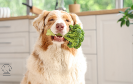 Pet Food, Plant-based dog food, sustainable pet food, greenhouse gas emissions, veterinary nutrition, dog food study, environmental impact, red meat dog food, sustainable diets for pets, dog food emissions, land use pet food, eco-friendly dog diets, pet health sustainability, water use dog food, veterinary advice dog diets, climate change pet food