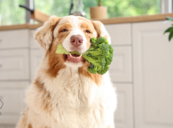 Pet Food, Plant-based dog food, sustainable pet food, greenhouse gas emissions, veterinary nutrition, dog food study, environmental impact, red meat dog food, sustainable diets for pets, dog food emissions, land use pet food, eco-friendly dog diets, pet health sustainability, water use dog food, veterinary advice dog diets, climate change pet food