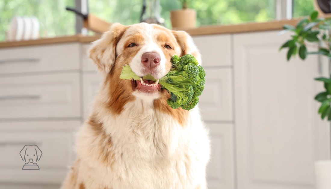 Pet Food, Plant-based dog food, sustainable pet food, greenhouse gas emissions, veterinary nutrition, dog food study, environmental impact, red meat dog food, sustainable diets for pets, dog food emissions, land use pet food, eco-friendly dog diets, pet health sustainability, water use dog food, veterinary advice dog diets, climate change pet food