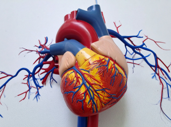 AI ECG Model, STEMI triage, Acute coronary occlusion, Artificial Intelligence in Cardiology, JACC Cardiovascular Interventions, TCT 2025, STEMI diagnosis, Cardiac Emergency, Percutaneous Coronary Intervention, Clinical Triage, False Positives, Cardiovascular AI, ECG Interpretation, Emergency Medicine, eMedEvents News