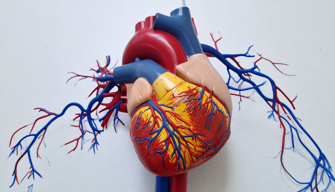 AI ECG Model, STEMI triage, Acute coronary occlusion, Artificial Intelligence in Cardiology, JACC Cardiovascular Interventions, TCT 2025, STEMI diagnosis, Cardiac Emergency, Percutaneous Coronary Intervention, Clinical Triage, False Positives, Cardiovascular AI, ECG Interpretation, Emergency Medicine, eMedEvents News