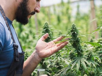 cannabis, youth tobacco risk, adolescent prevention, substance use study, tobacco control, HCP insights, nicotine dependence, cannabis research, young adult health, public health cannabis use, regular tobacco use, cannabis and tobacco link, youth cannabis risk, adolescent substance use, tobacco control, reverse gateway, cannabis prevention, HCP screening, teen health, tobacco initiation, nicotine dependence, young adult smoking, public health, cannabis-tobacco relationship