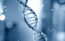 Obesity, Obesity Genes, obesity genetics, cross-ancestry study, rare variant analysis, BMI genetics, health disparities, precision medicine, comorbidities, type 2 diabetes, cardiovascular disease, novel obesity genes, YLPM1, GIGYF1, SLC5A3, BSN, MC4R