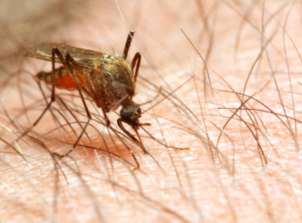 malaria prevention, malaria messaging, insecticide-treated nets, biostatistics research, Africa public health, Uganda malaria data, SSACAB, propensity score matching, causal evidence, healthcare communication, HCP education, malaria indicator survey, public health statistics, African Statistics Day, community health workers