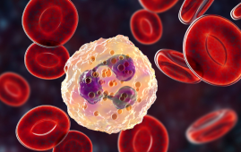 Myocardial Infarction, Neutrophils, Circadian Rhythm, Cardiovascular Research, Inflammation, CXCR4, Ischemia Reperfusion Injury, Cardiology, Immunology, Translational Medicine, circadian control of neutrophils, myocardial infarction inflammation, neutrophil circadian rhythm, CXCR4 agonist, ischemia reperfusion injury, cardiac inflammation, neutrophil activation, circadian immune regulation, CXCL12 signaling, heart attack injury, sterile inflammation, cardiovascular immunology, BMAL1 neutrophils, inflammatory heart damage, circadian biology cardiology