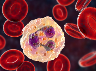 Myocardial Infarction, Neutrophils, Circadian Rhythm, Cardiovascular Research, Inflammation, CXCR4, Ischemia Reperfusion Injury, Cardiology, Immunology, Translational Medicine, circadian control of neutrophils, myocardial infarction inflammation, neutrophil circadian rhythm, CXCR4 agonist, ischemia reperfusion injury, cardiac inflammation, neutrophil activation, circadian immune regulation, CXCL12 signaling, heart attack injury, sterile inflammation, cardiovascular immunology, BMAL1 neutrophils, inflammatory heart damage, circadian biology cardiology