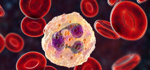 Myocardial Infarction, Neutrophils, Circadian Rhythm, Cardiovascular Research, Inflammation, CXCR4, Ischemia Reperfusion Injury, Cardiology, Immunology, Translational Medicine, circadian control of neutrophils, myocardial infarction inflammation, neutrophil circadian rhythm, CXCR4 agonist, ischemia reperfusion injury, cardiac inflammation, neutrophil activation, circadian immune regulation, CXCL12 signaling, heart attack injury, sterile inflammation, cardiovascular immunology, BMAL1 neutrophils, inflammatory heart damage, circadian biology cardiology