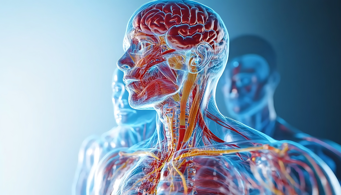 Vagus nerve, Cardiac aging, Cardiomyocyte health, Autonomic nervous system, Heart longevity, Cardiothoracic surgery, Translational cardiology, Neurocardiology, Bioengineering in medicine, Cardiovascular research