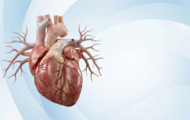 Heart Failure, Immune System Dysfunction, CD4 T Cells, Cardiology Research, Inflammation, Myocardial Infarction, Autoimmune Disease, Cardiovascular Medicine, Penn State Research, Clinical Cardiology, estrogen signaling heart failure, myocardial infarction complications, cardiovascular immune response, heart failure research, inflammatory cardiomyopathy, chronic heart failure mechanisms, cardiology clinical research, immune-mediated heart damage, post-MI heart failure