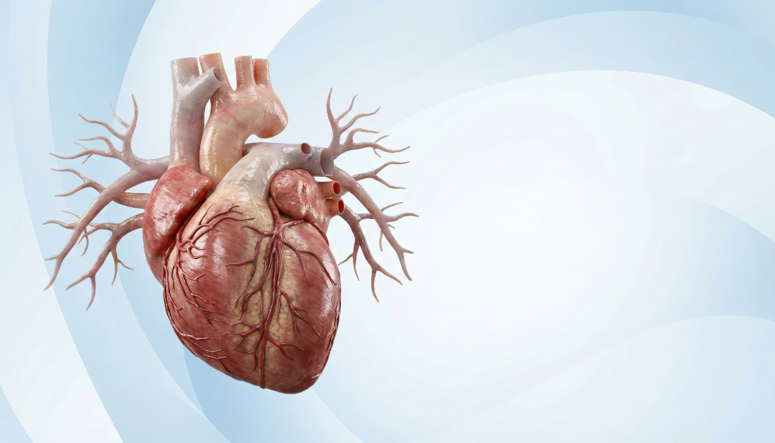 Heart Failure, Immune System Dysfunction, CD4 T Cells, Cardiology Research, Inflammation, Myocardial Infarction, Autoimmune Disease, Cardiovascular Medicine, Penn State Research, Clinical Cardiology, estrogen signaling heart failure, myocardial infarction complications, cardiovascular immune response, heart failure research, inflammatory cardiomyopathy, chronic heart failure mechanisms, cardiology clinical research, immune-mediated heart damage, post-MI heart failure