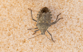 Chagas Parasite, Chagas Disease, Kissing Bugs, Trypanosoma cruzi, Infectious Disease Research, Public Health Surveillance, Vector-Borne Diseases, Epidemiology, Nursing Awareness, U.S. Southwest Health, Border Health, Rising Chagas Parasite, nursing awareness Chagas, U.S. Southwest epidemiology, parasitic infections, chronic Chagas disease, kissing bug transmission, emerging infectious diseases