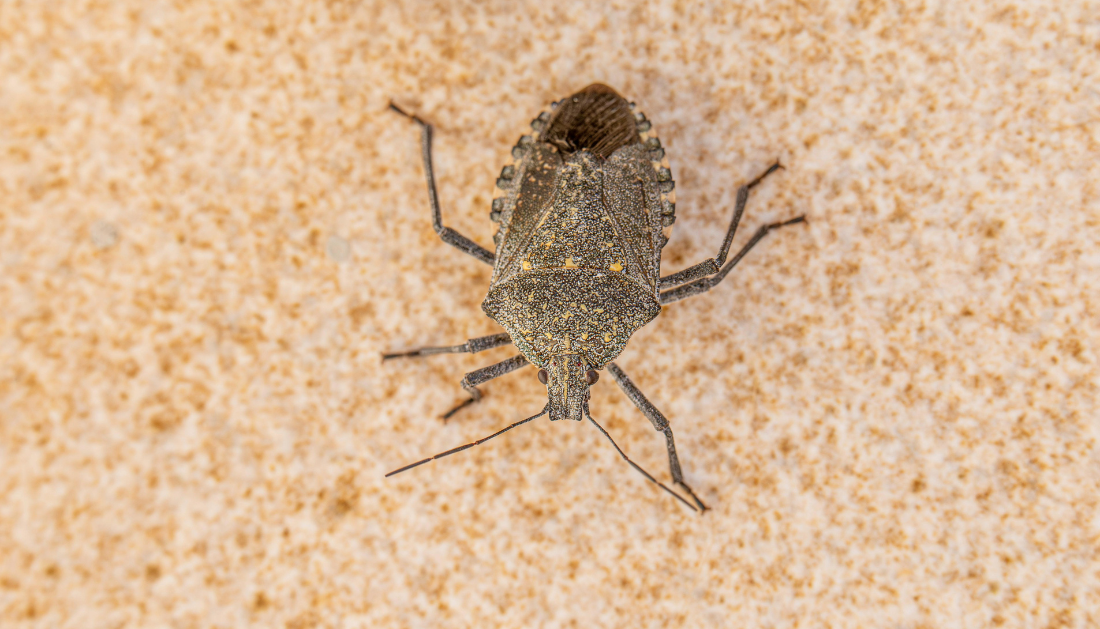 Chagas Parasite, Chagas Disease, Kissing Bugs, Trypanosoma cruzi, Infectious Disease Research, Public Health Surveillance, Vector-Borne Diseases, Epidemiology, Nursing Awareness, U.S. Southwest Health, Border Health, Rising Chagas Parasite, nursing awareness Chagas, U.S. Southwest epidemiology, parasitic infections, chronic Chagas disease, kissing bug transmission, emerging infectious diseases