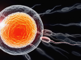 Antioxidants, NAC supplementation, Selenium intake, Sperm DNA integrity, Paternal health, Epigenetics, Reproductive medicine, Male fertility, Craniofacial development, Preconception care, Nutritional supplements, Oxidative stress, Developmental biology, excess antioxidants, antioxidant supplementation, sperm DNA damage, NAC supplement, selenium intake, male fertility, paternal epigenetics, offspring development, craniofacial abnormalities, oxidative stress balance, reproductive health, antioxidant dosage, preconception nutrition, developmental biology, fertility research