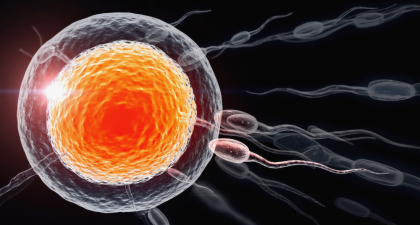 Antioxidants, NAC supplementation, Selenium intake, Sperm DNA integrity, Paternal health, Epigenetics, Reproductive medicine, Male fertility, Craniofacial development, Preconception care, Nutritional supplements, Oxidative stress, Developmental biology, excess antioxidants, antioxidant supplementation, sperm DNA damage, NAC supplement, selenium intake, male fertility, paternal epigenetics, offspring development, craniofacial abnormalities, oxidative stress balance, reproductive health, antioxidant dosage, preconception nutrition, developmental biology, fertility research