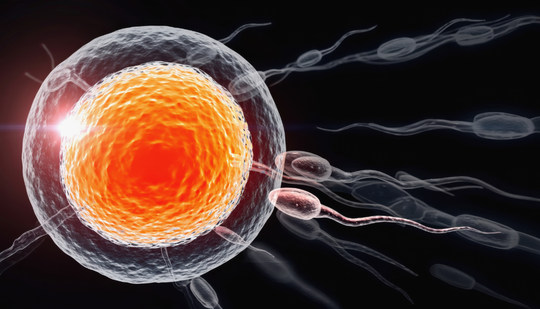 Antioxidants, NAC supplementation, Selenium intake, Sperm DNA integrity, Paternal health, Epigenetics, Reproductive medicine, Male fertility, Craniofacial development, Preconception care, Nutritional supplements, Oxidative stress, Developmental biology, excess antioxidants, antioxidant supplementation, sperm DNA damage, NAC supplement, selenium intake, male fertility, paternal epigenetics, offspring development, craniofacial abnormalities, oxidative stress balance, reproductive health, antioxidant dosage, preconception nutrition, developmental biology, fertility research