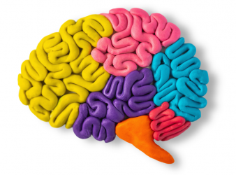 Chronic Brain Compression, Neuron Death, Glioblastoma Research, Neuroinflammation, HIF-1 Signaling, AP-1 Pathway, iPSC Models, Brain Tumor Effects, Cognitive Decline, Neuronal Loss, mechanical stress brain, HIF-1 signaling, AP-1 pathway, neuronal loss, iPSC neural models, synaptic dysfunction, brain tumor pressure, cognitive impairment, motor deficits, seizure risk, neurodegeneration