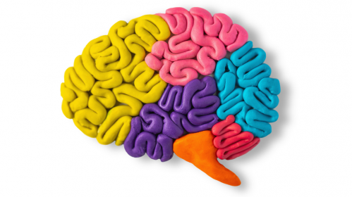 Chronic Brain Compression, Neuron Death, Glioblastoma Research, Neuroinflammation, HIF-1 Signaling, AP-1 Pathway, iPSC Models, Brain Tumor Effects, Cognitive Decline, Neuronal Loss, mechanical stress brain, HIF-1 signaling, AP-1 pathway, neuronal loss, iPSC neural models, synaptic dysfunction, brain tumor pressure, cognitive impairment, motor deficits, seizure risk, neurodegeneration