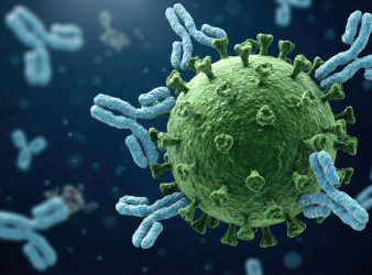 Human Antibody Drugs, Fc gamma receptors, antibody drug testing, humanized mouse model, immunology research, preclinical testing, therapeutic antibodies, clinical trials, immune safety, translational medicine