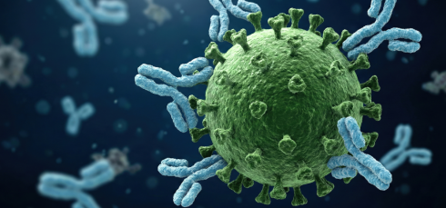 Human Antibody Drugs, Fc gamma receptors, antibody drug testing, humanized mouse model, immunology research, preclinical testing, therapeutic antibodies, clinical trials, immune safety, translational medicine