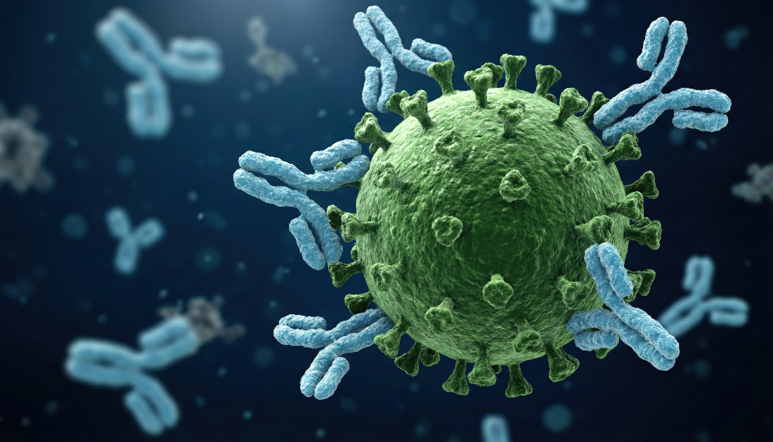 Human Antibody Drugs, Fc gamma receptors, antibody drug testing, humanized mouse model, immunology research, preclinical testing, therapeutic antibodies, clinical trials, immune safety, translational medicine