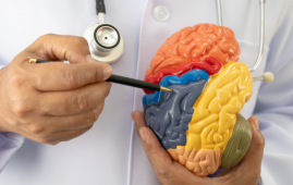 Brain Categorization, Predictive Processing, Cognitive Neuroscience, Brain Function, Perception, Neural Networks, Mental Health, Depression, Autism, Sensory Processing, Neuroscience Research, Brain Signals, Learning Mechanisms, Clinical Neuroscience, Allostasis, eural feedback loops, brain function, sensory processing, mental health neuroscience, depression brain theory, autism sensory processing, neural networks brain, predictive brain model, neuroscience research, cortical processing, allostasis brain