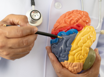 Brain Categorization, Predictive Processing, Cognitive Neuroscience, Brain Function, Perception, Neural Networks, Mental Health, Depression, Autism, Sensory Processing, Neuroscience Research, Brain Signals, Learning Mechanisms, Clinical Neuroscience, Allostasis, eural feedback loops, brain function, sensory processing, mental health neuroscience, depression brain theory, autism sensory processing, neural networks brain, predictive brain model, neuroscience research, cortical processing, allostasis brain