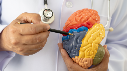 Brain Categorization, Predictive Processing, Cognitive Neuroscience, Brain Function, Perception, Neural Networks, Mental Health, Depression, Autism, Sensory Processing, Neuroscience Research, Brain Signals, Learning Mechanisms, Clinical Neuroscience, Allostasis, eural feedback loops, brain function, sensory processing, mental health neuroscience, depression brain theory, autism sensory processing, neural networks brain, predictive brain model, neuroscience research, cortical processing, allostasis brain