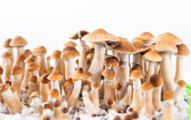 Psychedelic Use, Mental Health Research, Psychedelic Therapy, Psilocybin, LSD, MDMA, Ketamine, Behavioral Change, Neuroplasticity, Clinical Research, Psychiatry, Psychology, Patient Outcomes, Informed Consent, Healthcare Trends, mental health treatment, behavioral changes, psychedelic therapy outcomes, clinical psychiatry, psychological effects, patient-reported outcomes, informed consent, long-term effects