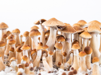 Psychedelic Use, Mental Health Research, Psychedelic Therapy, Psilocybin, LSD, MDMA, Ketamine, Behavioral Change, Neuroplasticity, Clinical Research, Psychiatry, Psychology, Patient Outcomes, Informed Consent, Healthcare Trends, mental health treatment, behavioral changes, psychedelic therapy outcomes, clinical psychiatry, psychological effects, patient-reported outcomes, informed consent, long-term effects