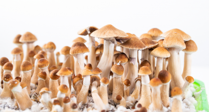 Psychedelic Use, Mental Health Research, Psychedelic Therapy, Psilocybin, LSD, MDMA, Ketamine, Behavioral Change, Neuroplasticity, Clinical Research, Psychiatry, Psychology, Patient Outcomes, Informed Consent, Healthcare Trends, mental health treatment, behavioral changes, psychedelic therapy outcomes, clinical psychiatry, psychological effects, patient-reported outcomes, informed consent, long-term effects