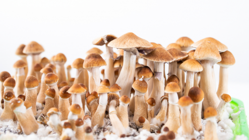 Psychedelic Use, Mental Health Research, Psychedelic Therapy, Psilocybin, LSD, MDMA, Ketamine, Behavioral Change, Neuroplasticity, Clinical Research, Psychiatry, Psychology, Patient Outcomes, Informed Consent, Healthcare Trends, mental health treatment, behavioral changes, psychedelic therapy outcomes, clinical psychiatry, psychological effects, patient-reported outcomes, informed consent, long-term effects