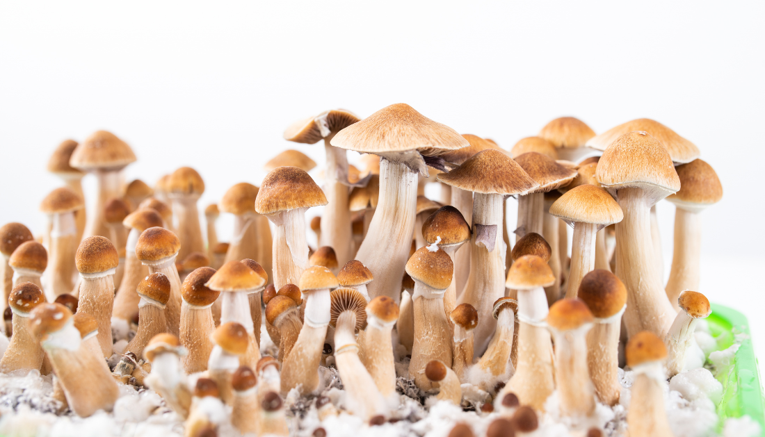 Psychedelic Use, Mental Health Research, Psychedelic Therapy, Psilocybin, LSD, MDMA, Ketamine, Behavioral Change, Neuroplasticity, Clinical Research, Psychiatry, Psychology, Patient Outcomes, Informed Consent, Healthcare Trends, mental health treatment, behavioral changes, psychedelic therapy outcomes, clinical psychiatry, psychological effects, patient-reported outcomes, informed consent, long-term effects