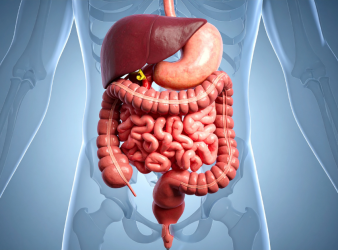 Gut Keystone Bacteria, Gut Microbiota, Microbiome Research, Probiotics, Prebiotics, Gut Health, SCFA Production, Akkermansia muciniphila, DASH Diet, Mediterranean Diet, Ketogenic Diet, Microbiome Therapy, Precision Nutrition, Gastroenterology, Clinical Nutrition, Faecalibacterium prausnitzii, DASH diet, ketogenic diet, Mediterranean diet, precision nutrition