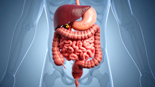 Gut Keystone Bacteria, Gut Microbiota, Microbiome Research, Probiotics, Prebiotics, Gut Health, SCFA Production, Akkermansia muciniphila, DASH Diet, Mediterranean Diet, Ketogenic Diet, Microbiome Therapy, Precision Nutrition, Gastroenterology, Clinical Nutrition, Faecalibacterium prausnitzii, DASH diet, ketogenic diet, Mediterranean diet, precision nutrition