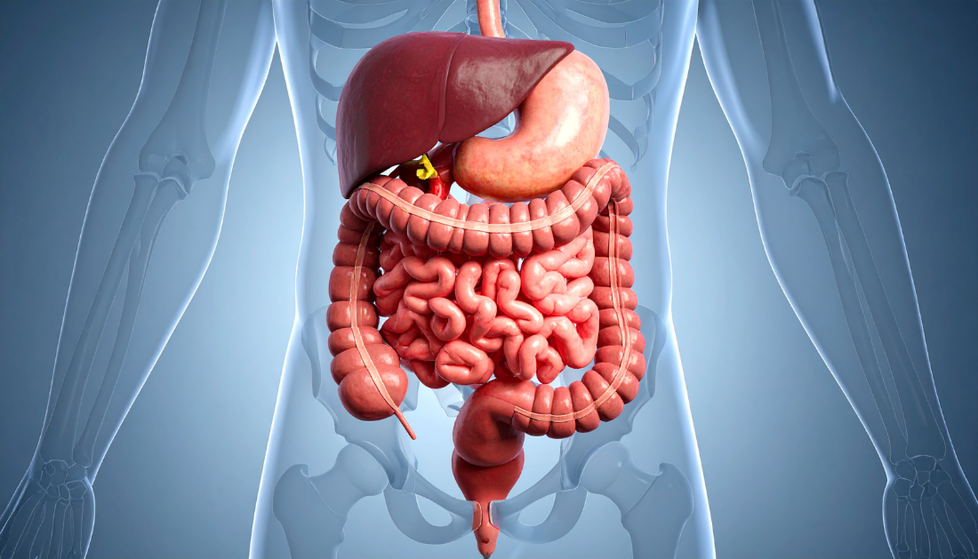 Gut Keystone Bacteria, Gut Microbiota, Microbiome Research, Probiotics, Prebiotics, Gut Health, SCFA Production, Akkermansia muciniphila, DASH Diet, Mediterranean Diet, Ketogenic Diet, Microbiome Therapy, Precision Nutrition, Gastroenterology, Clinical Nutrition, Faecalibacterium prausnitzii, DASH diet, ketogenic diet, Mediterranean diet, precision nutrition