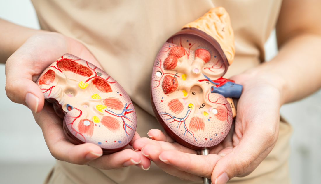 CAR T-Cell Therapy, Kidney Transplant, Highly Sensitized Patients, End-Stage Kidney Disease, Organ Transplantation, cPRA, Clinical Trial, Immunotherapy, Nephrology, Transplant Surgery, Antibody Reduction, Cell Therapy, Kidney Failure, Transplant Immunology, Penn Medicine, antibody reduction therapy, cellular immunotherapy, transplant surgery, kidney failure treatment, BCMA CAR T cells, CD19 CAR T cells, clinical trial kidney transplantation