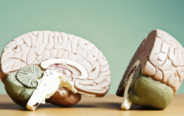 Iron Overload, Neurodegeneration, Chronoferroptosis, Alzheimer's Disease, Parkinson's Disease, Neurology, Brain Health, Neuronal Resilience, Ferroptosis, Iron Accumulation, Aging Brain, Oxidative Stress, Neuroscience Research, Cell Death Discovery, Salk Institute, neurodegenerative disease research, lipid peroxidation, iron homeostasis, neuron health, neuroscience research, neuroprotection