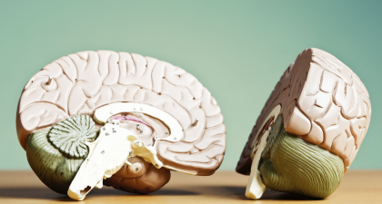 Iron Overload, Neurodegeneration, Chronoferroptosis, Alzheimer's Disease, Parkinson's Disease, Neurology, Brain Health, Neuronal Resilience, Ferroptosis, Iron Accumulation, Aging Brain, Oxidative Stress, Neuroscience Research, Cell Death Discovery, Salk Institute, neurodegenerative disease research, lipid peroxidation, iron homeostasis, neuron health, neuroscience research, neuroprotection